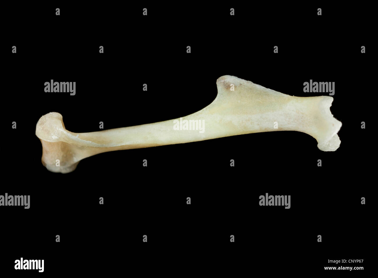 Il barbagianni (Tyto alba), la parte superiore del braccio in osso di un mouse, non digerito di residui di cibo da una pastiglia Foto Stock