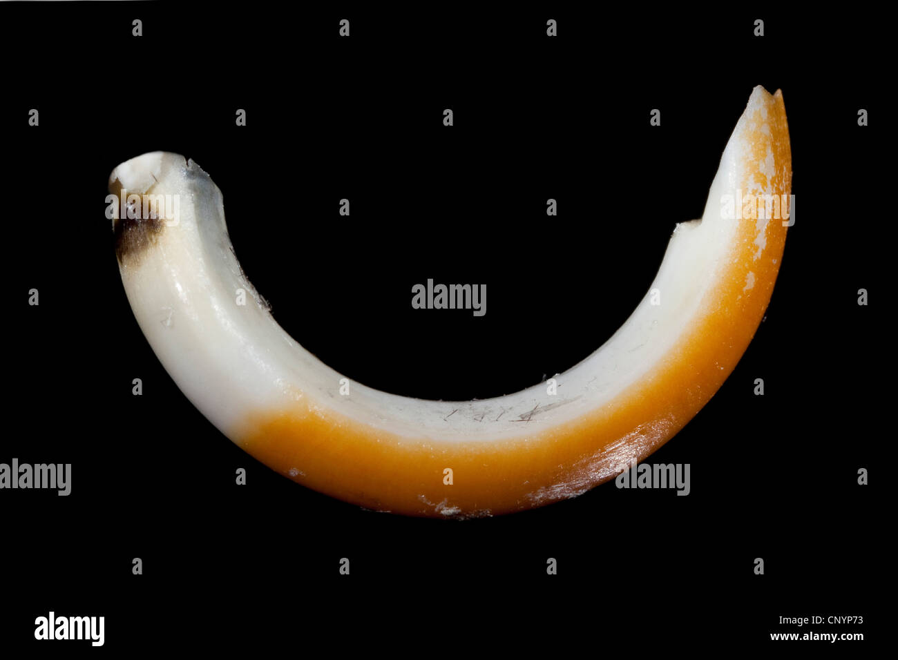 Il barbagianni (Tyto alba), scalpello dente di un mouse, non digerito di residui di cibo da una pastiglia Foto Stock