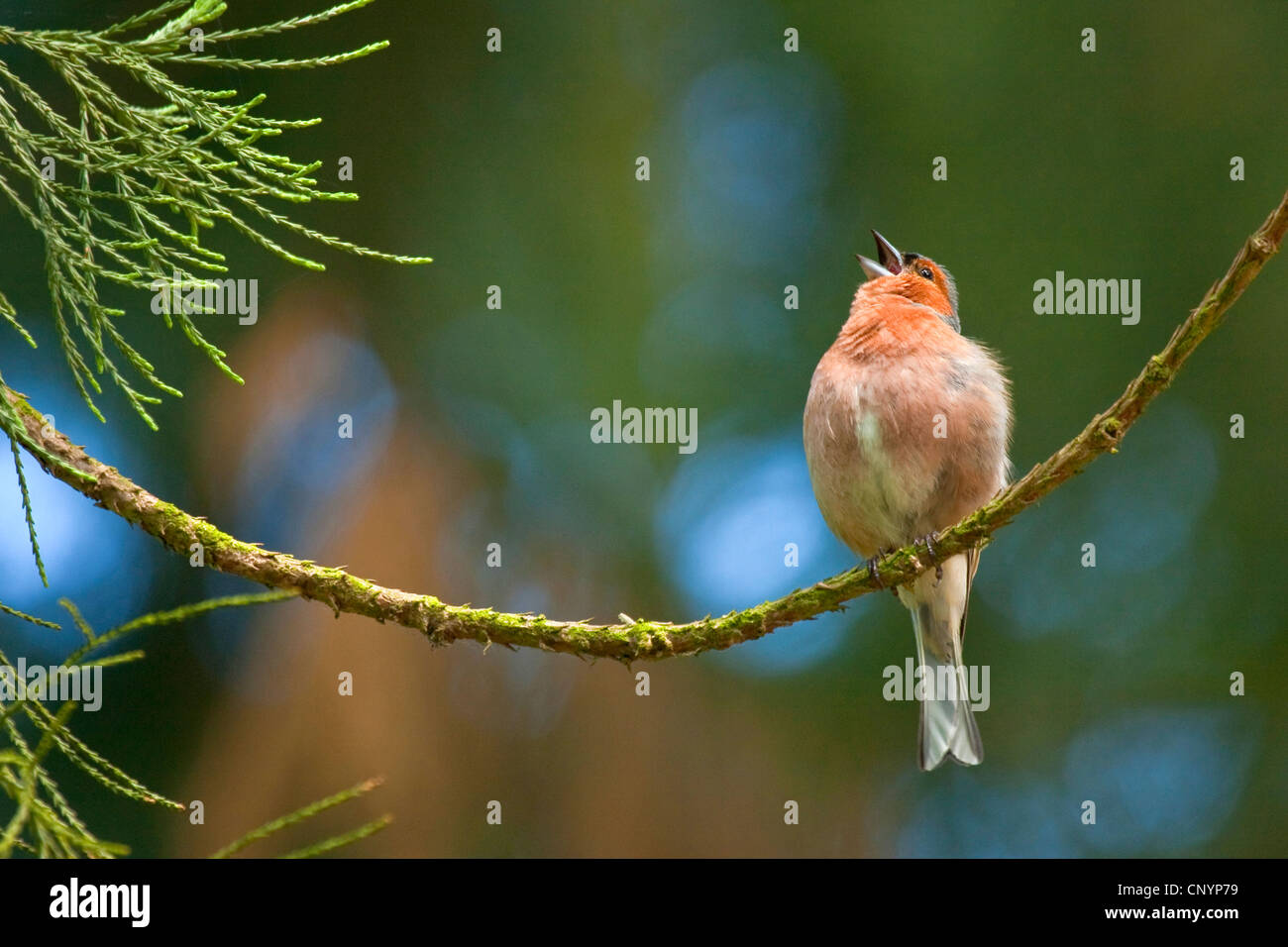 (Fringuello Fringilla coelebs), cantando maschio, Germania, Hesse Foto Stock