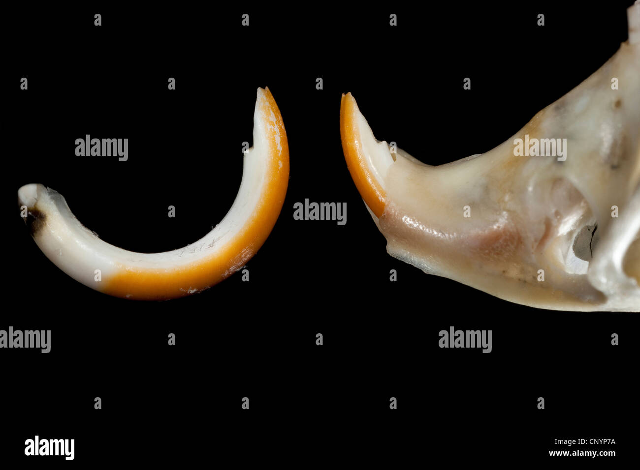 Il barbagianni (Tyto alba), denti scalpello di un mouse, non digerito di residui di cibo da una pastiglia Foto Stock