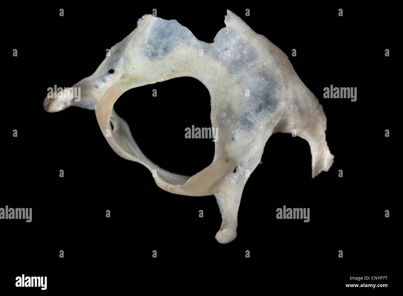 Il barbagianni (Tyto alba), vertebra cervicale di un mouse, non digerito di residui di cibo da una pastiglia Foto Stock