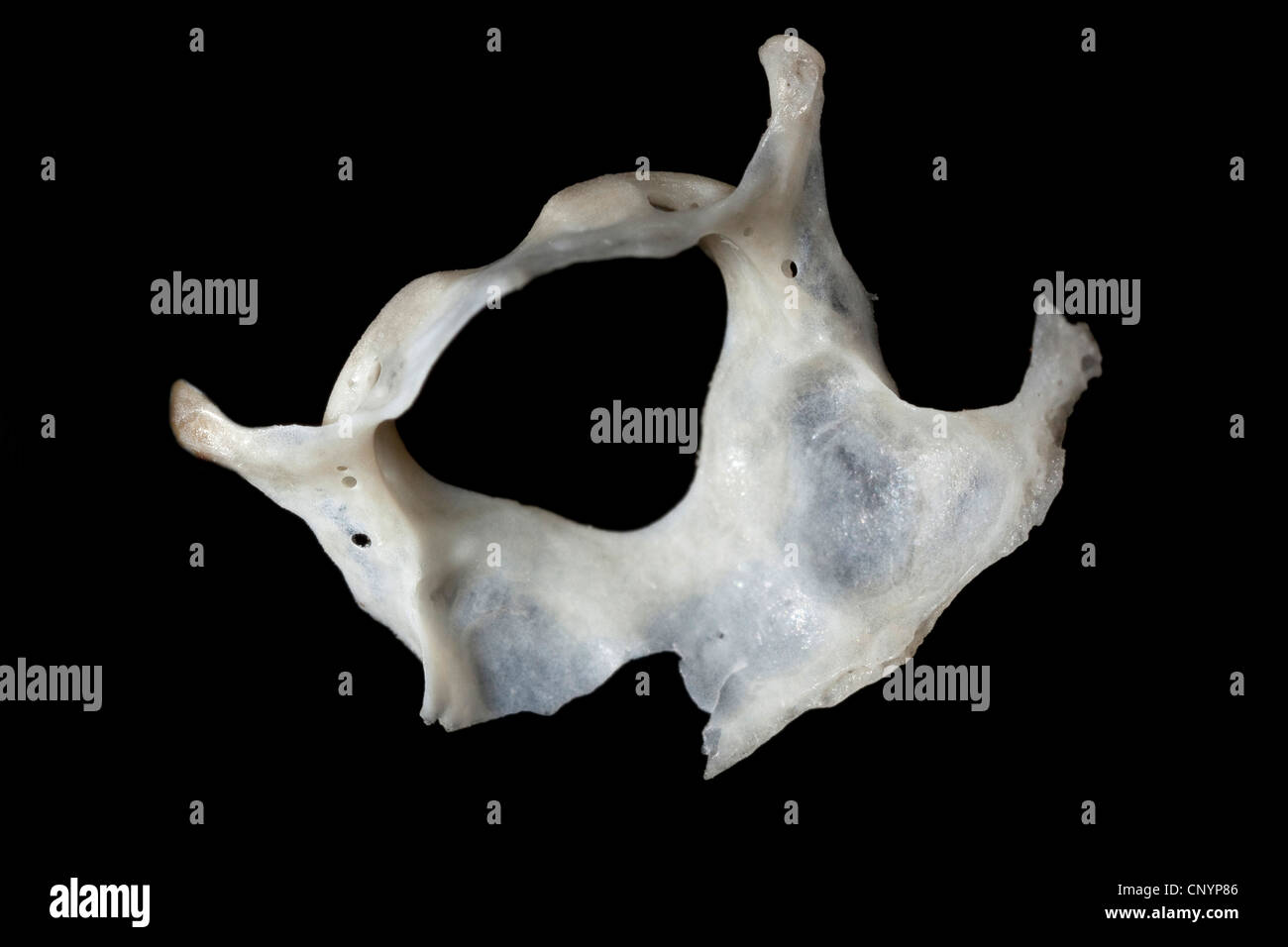 Il barbagianni (Tyto alba), vertebra cervicale di un mouse, non digerito di residui di cibo da una pastiglia Foto Stock