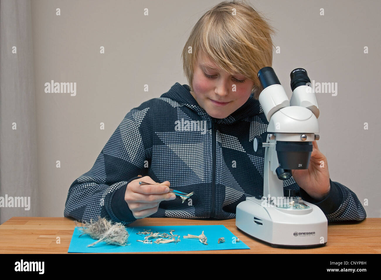 Nord del gufo reale (Bubo bubo), ragazzo esaminando un pellet con un binocolo Foto Stock