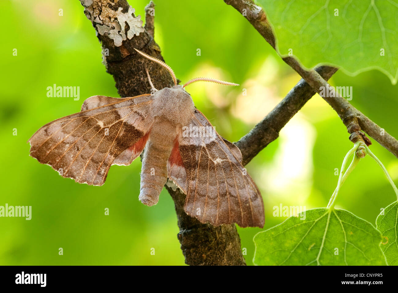 Il PIOPPO Hawkmoth (Laothoe populi), seduto su un ramo, in Germania, in Renania Palatinato Foto Stock