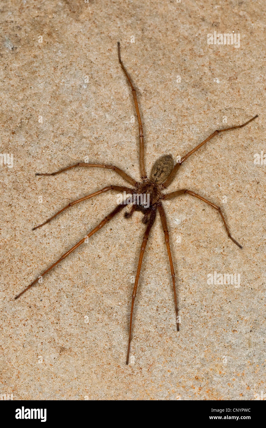 Giant casa europea ragno gigante, casa spider, casa grande spider, ragnatela spider (Tegenaria gigantea, Tegenaria atrica), maschio, Germania Foto Stock