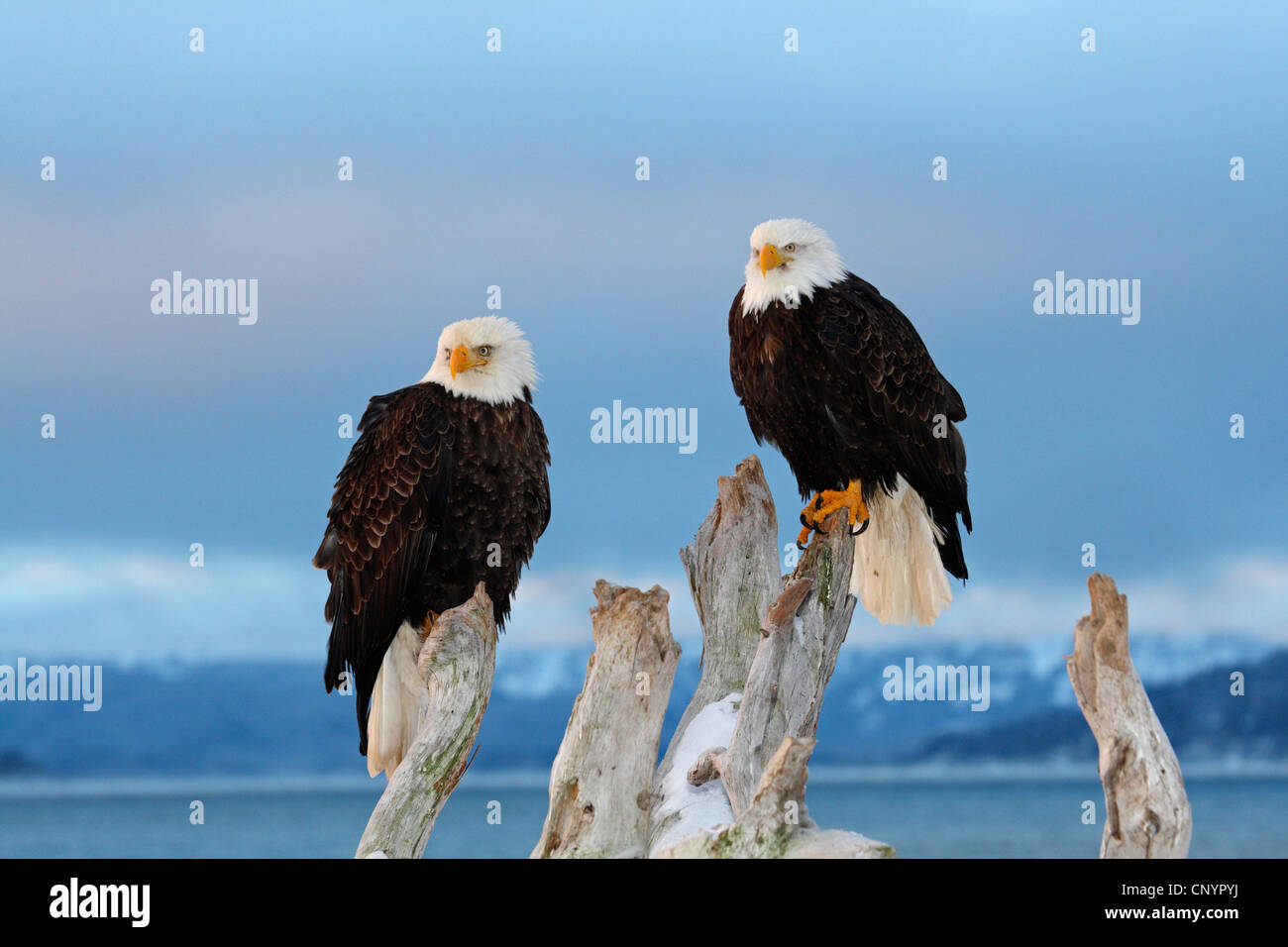 American aquila calva (Haliaeetus leucocephalus), due aquile calve seduto su un albero morto , Stati Uniti, Alaska Kenai Foto Stock