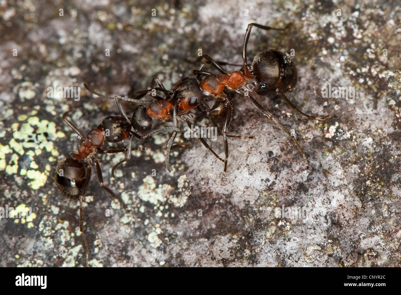 Piccolo legno rosso ant (Formica polyctena), i lavoratori lottando Foto Stock