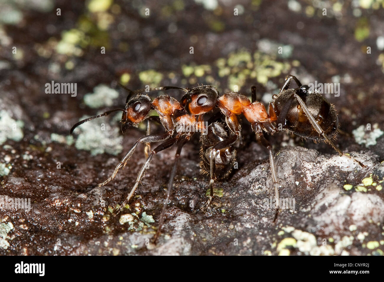 Piccolo legno rosso ant (Formica polyctena), i lavoratori lottando Foto Stock