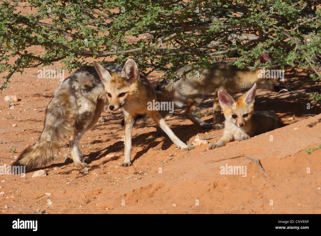 Capo volpe (Vulpes vulpes chama), con il kit, Sud Africa, Kgalagadi transfrontaliera Parco Nazionale Foto Stock