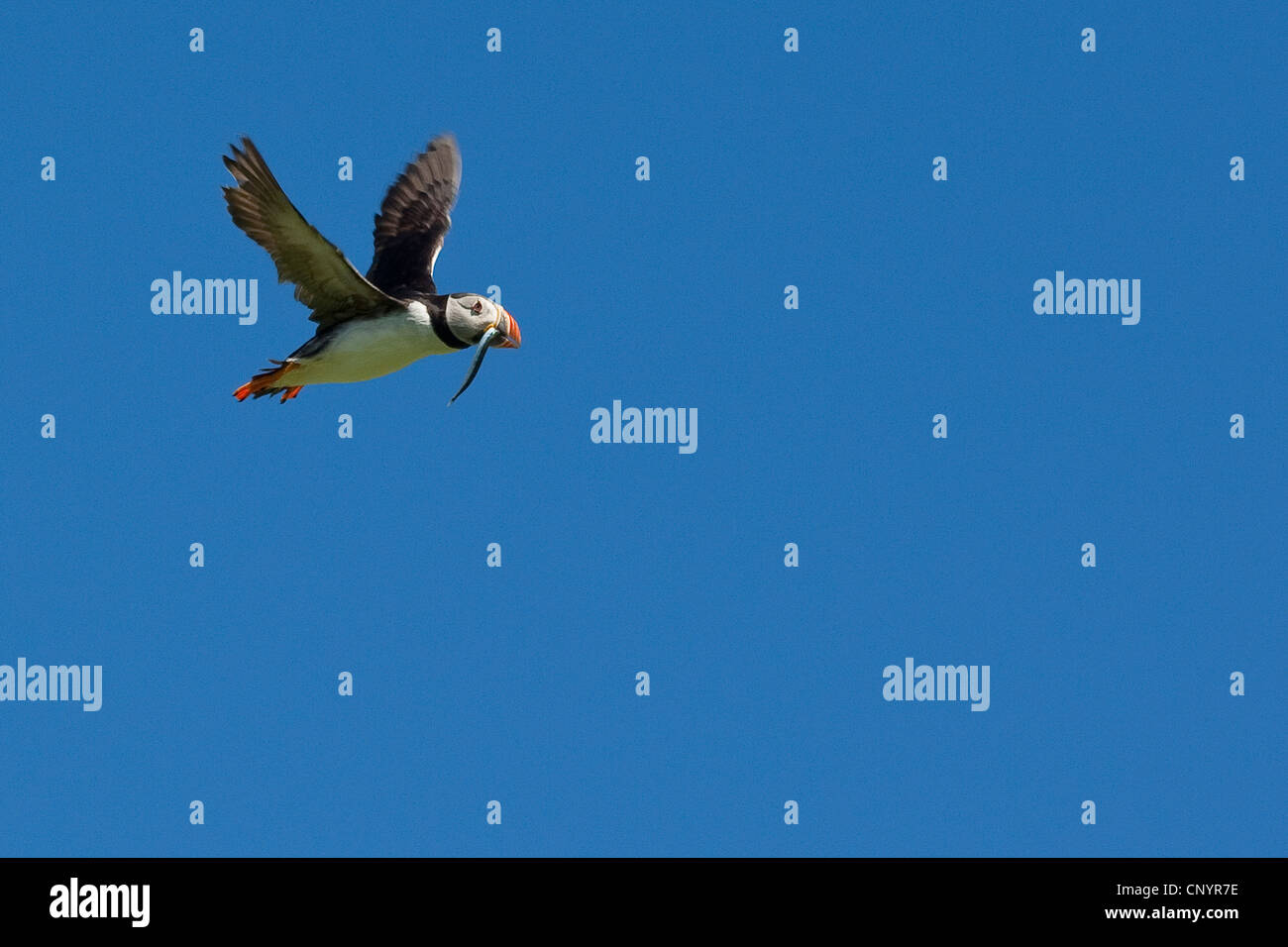 Atlantic puffin, comune puffin (Fratercula arctica), volare con catturato sabbia lancia nel suo becco Foto Stock