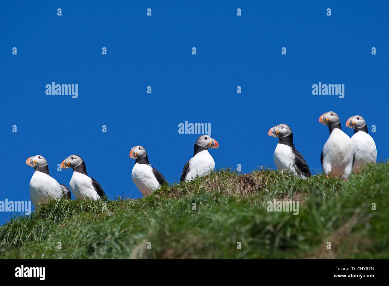Atlantic puffin, comune puffin (Fratercula arctica), su un uccello rock Foto Stock