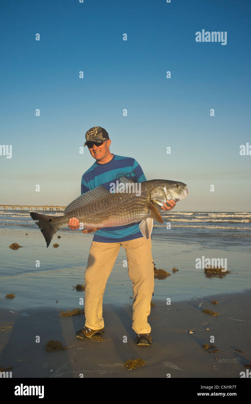 Il pescatore a una spiaggia presentando dimensioni trofeo di pesce pescato nel Golfo del Messico Foto Stock