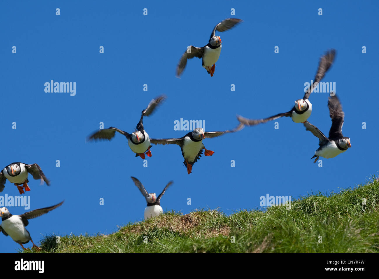 Atlantic puffin, comune puffin (Fratercula arctica), a partire da un uccello rock Foto Stock