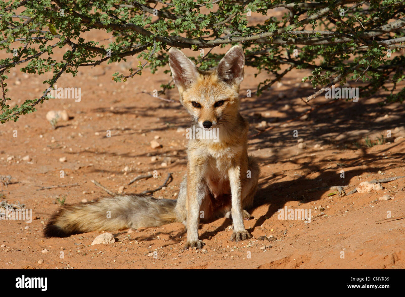 Capo volpe (Vulpes vulpes chama), kit seduto sotto un arbusto, Sud Africa, Kgalagadi transfrontaliera Parco Nazionale Foto Stock