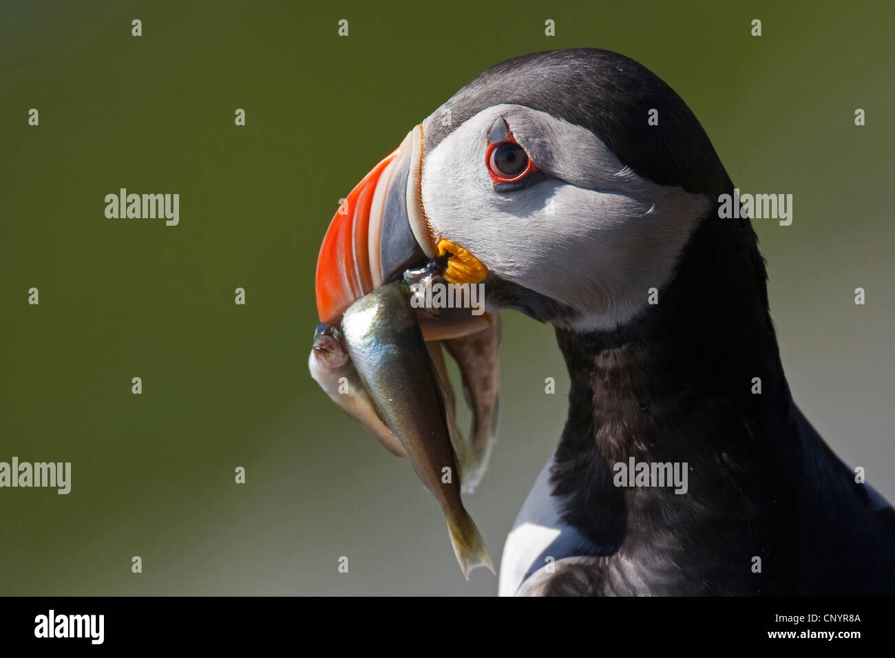 Atlantic puffin, comune puffin (Fratercula arctica), con numerosi pesci catturati nel suo becco Foto Stock