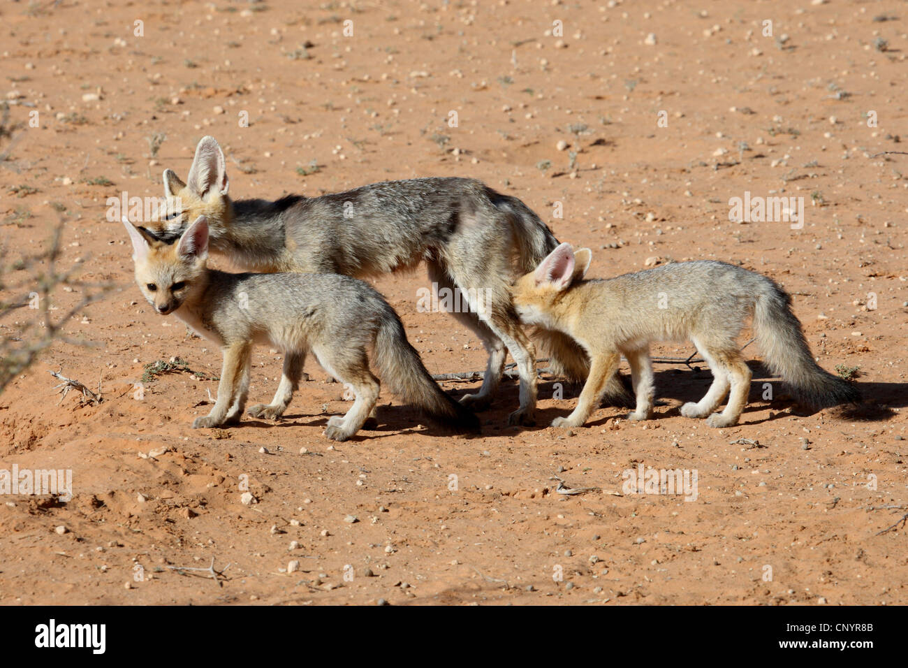 Capo volpe (Vulpes vulpes chama), con due giovani, Sud Africa, Kgalagadi transfrontaliera Parco Nazionale Foto Stock
