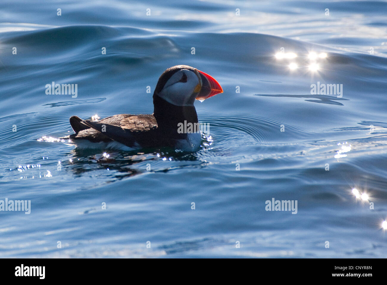 Atlantic puffin, comune puffin (Fratercula arctica), nuoto nel mare Foto Stock