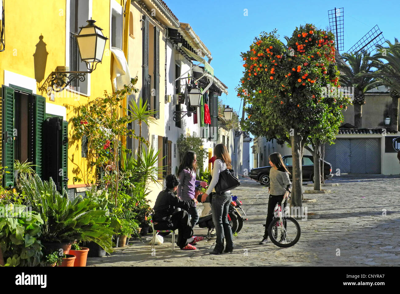 Arancio (Citrus sinensis), i ragazzi di fronte alla pittoresca fassades di un idilliaco street, Spagna, Balearen, Mallorca, Palma de Mallorca Foto Stock