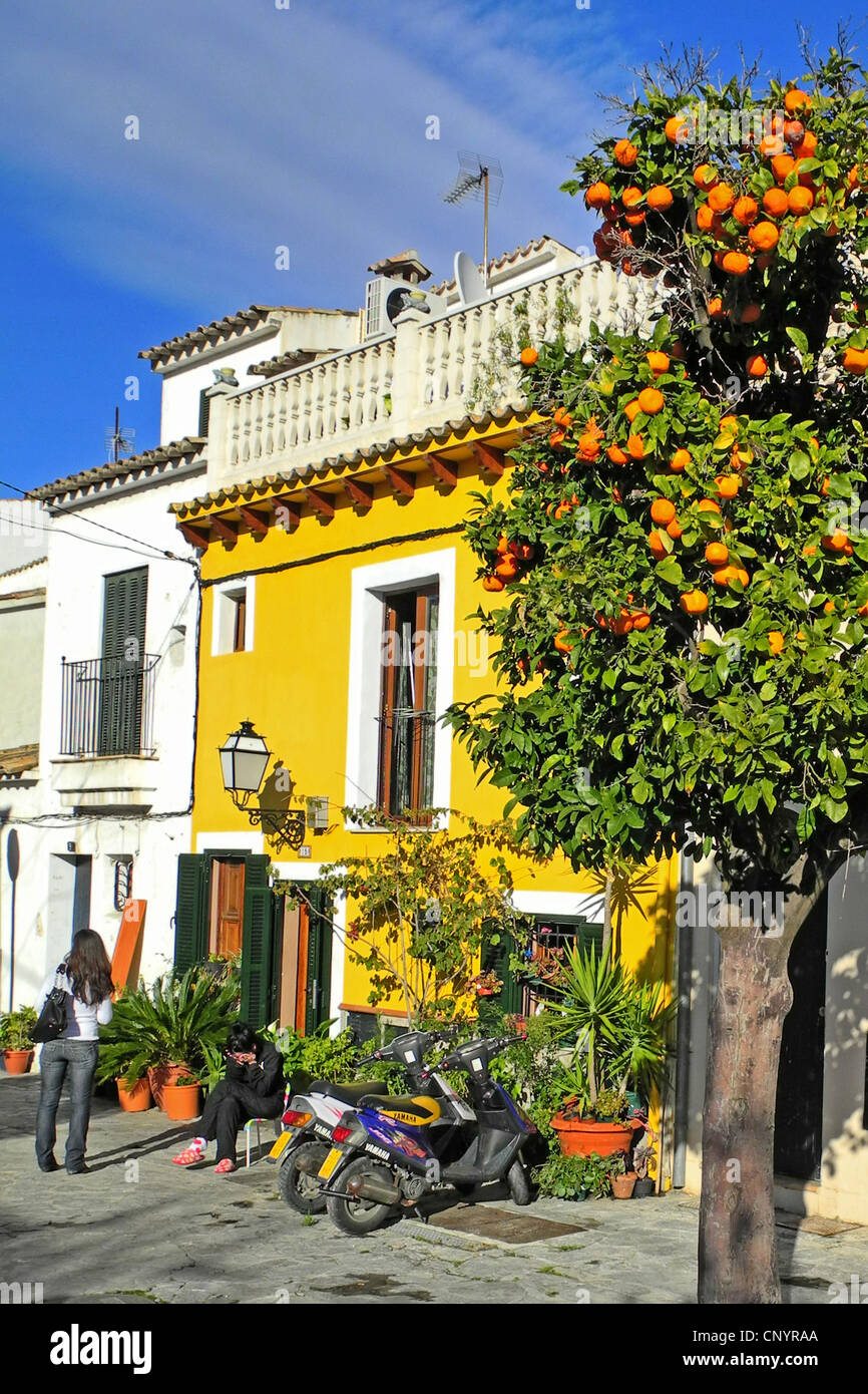 Arancio (Citrus sinensis), i ragazzi di fronte alla pittoresca fassades di un idilliaco street, Spagna, Balearen, Mallorca, Palma de Mallorca Foto Stock