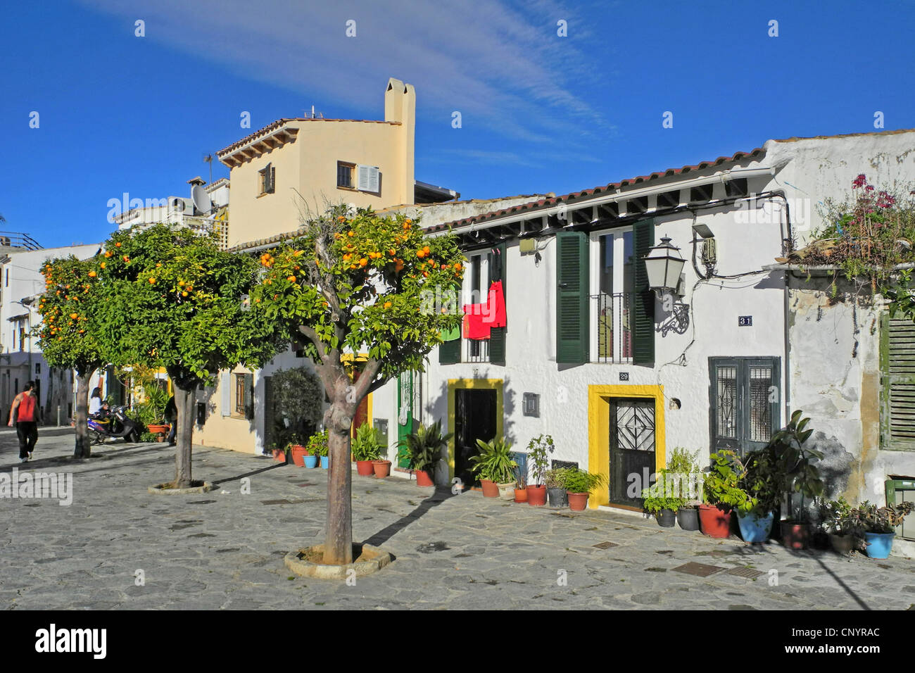 Arancio (Citrus sinensis), pittoresco fassades di un idilliaco street, Spagna, Balearen, Mallorca, Palma de Mallorca Foto Stock