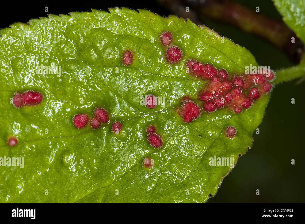 Gall mite (Eriophyes prunianus PADI), galli sulle foglie di Prunus, Germania Foto Stock