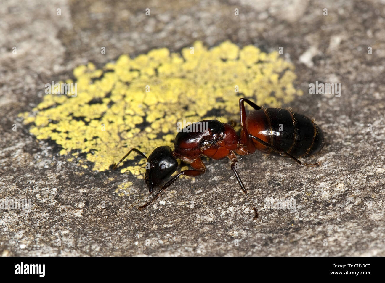 Carpenter ant (Camponotus ligniperdus, Camponotus ligniperda), queen, Germania Foto Stock