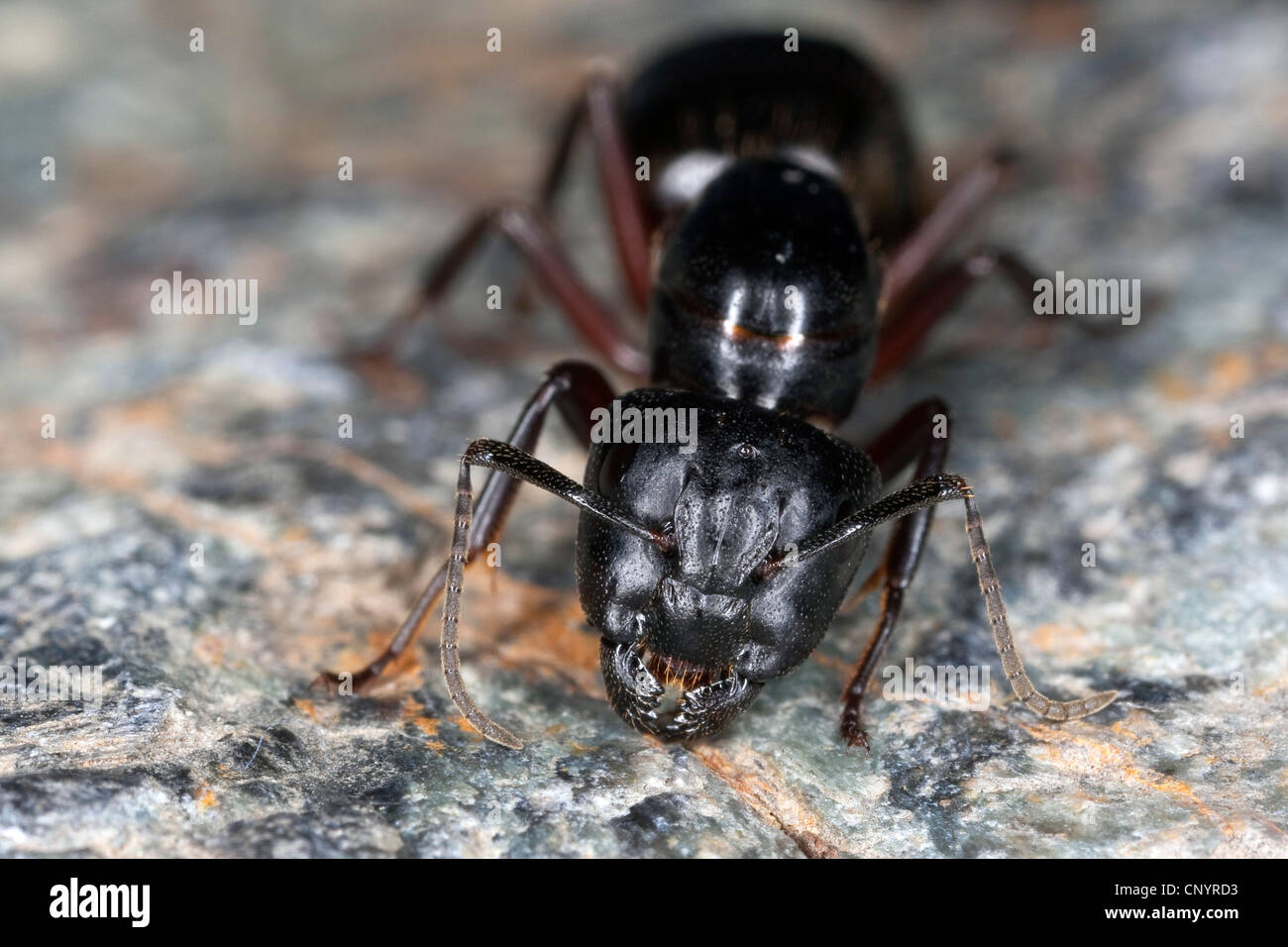 Carpenter ant (Camponotus ligniperdus, Camponotus ligniperda), macro shot di una regina su una roccia, Germania Foto Stock