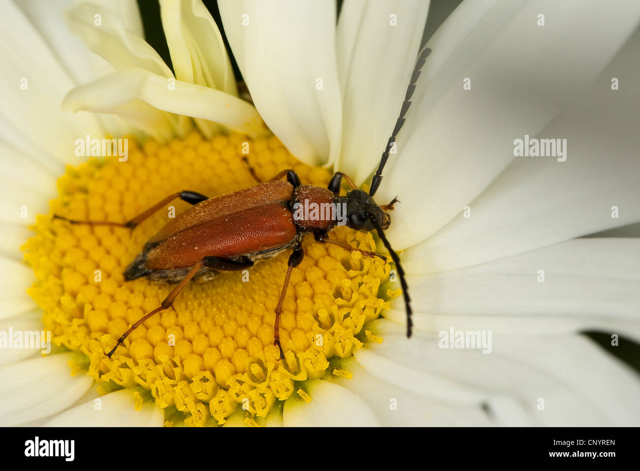 Red Longhorn Beetle (Anoplodera rubra, Stictoleptura rubra, Leptura rubra, Corymbia rubra, Aredolpona rubra), femmina su una margherita, Germania Foto Stock