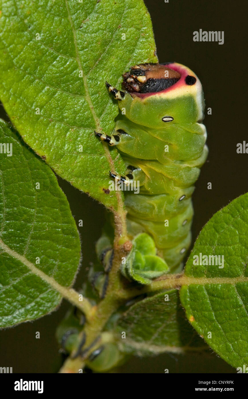 Puss Moth (Cerura vinula), giovani caterpillar seduti ad una foglia, in Germania, in Renania Palatinato Foto Stock