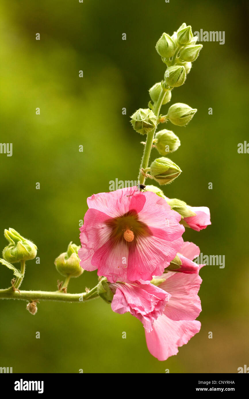 Holly hock, hollyhock (Alcea rosea, Althaea rosea), infiorescenza Foto Stock