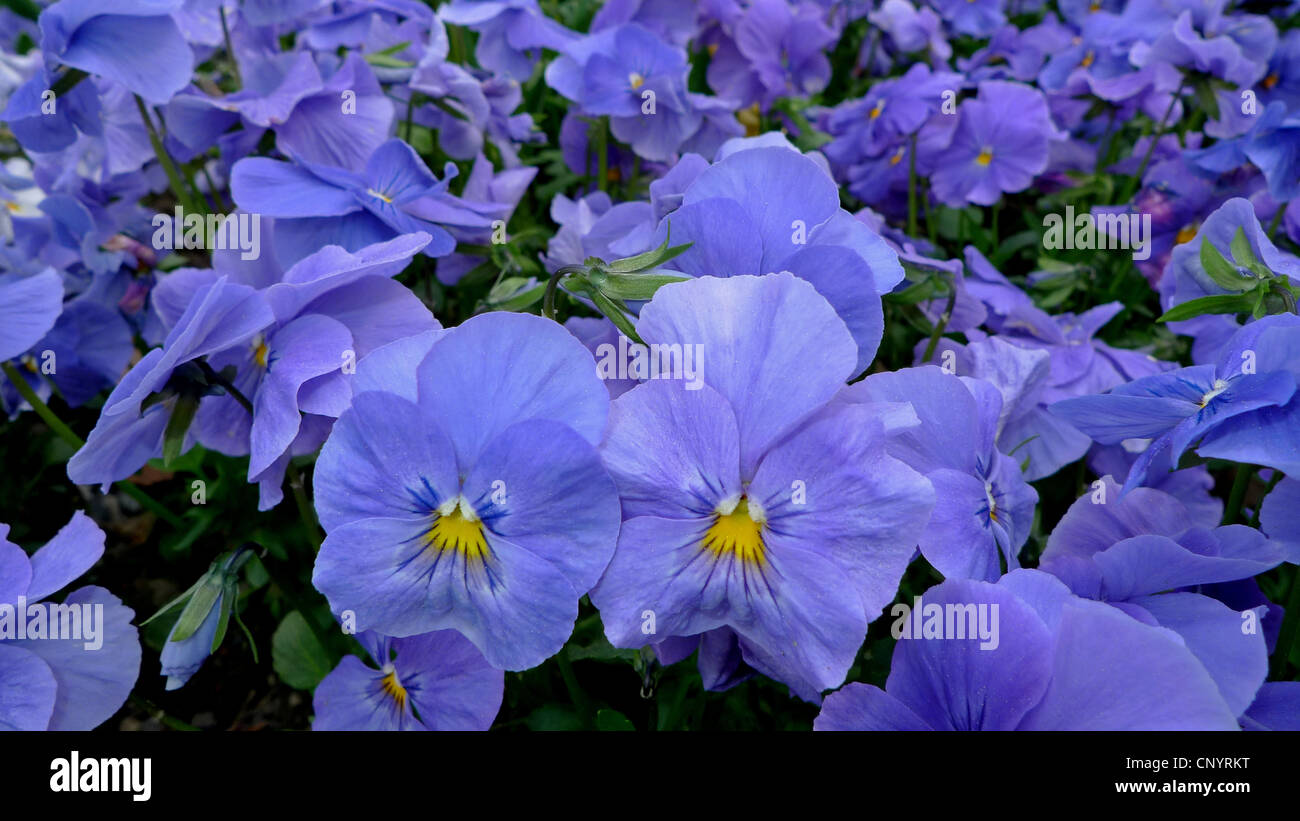 Pansy, Pansy Violet (Viola x wittrockiana, Viola wittrockiana, Viola hybrida), blu pansys Foto Stock