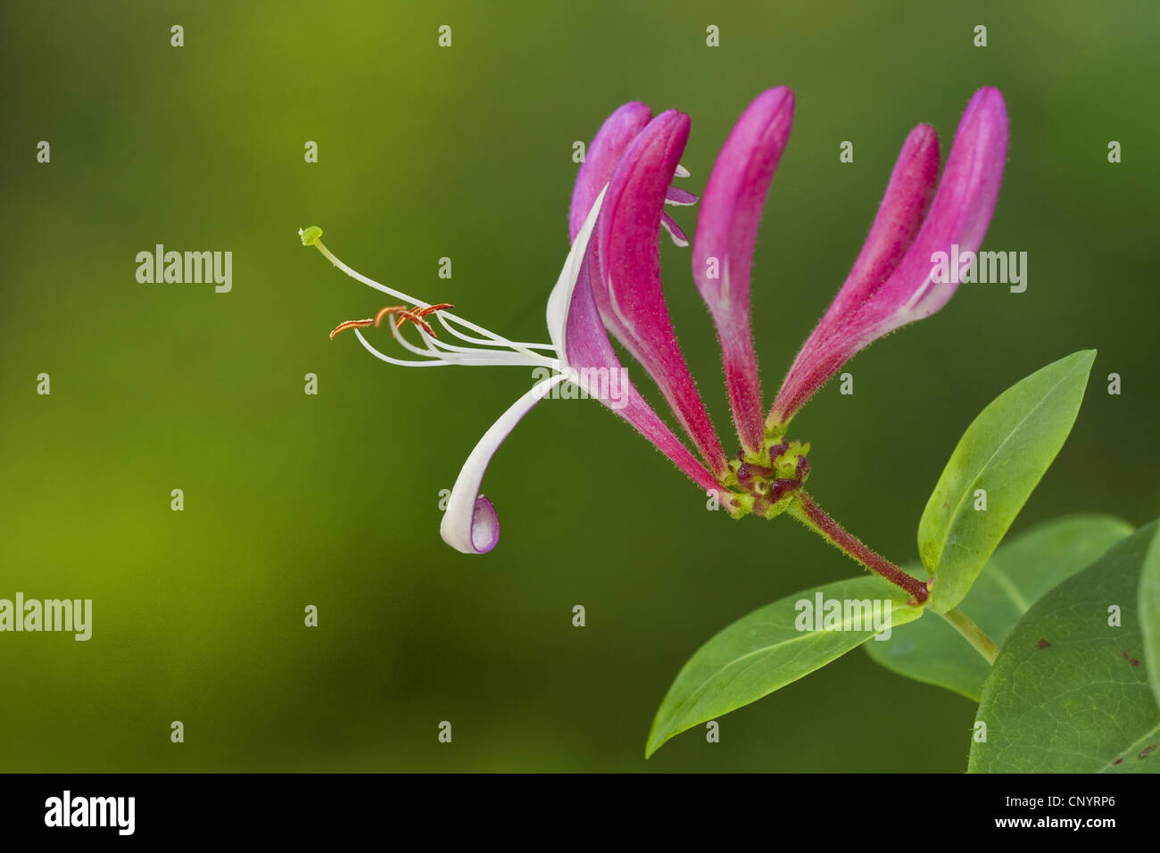 Caprifoglio italiano, italiano woodbine, caprifoglio perfoliate (Lonicera caprifolium), fiori Foto Stock