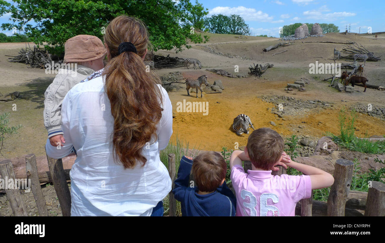 Zebra comune (Equus quagga), madre di tre figli in piedi alla recinzione di un moderno contenitore di Savannah nel giardino zoologico guardando diversi ungulati Foto Stock
