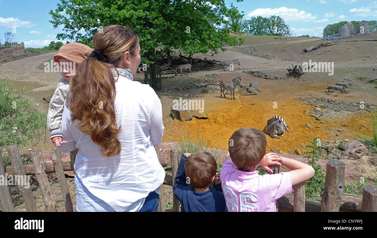 Zebra comune (Equus quagga), madre di tre figli in piedi alla recinzione di un moderno contenitore di Savannah nel giardino zoologico guardando diversi ungulati Foto Stock
