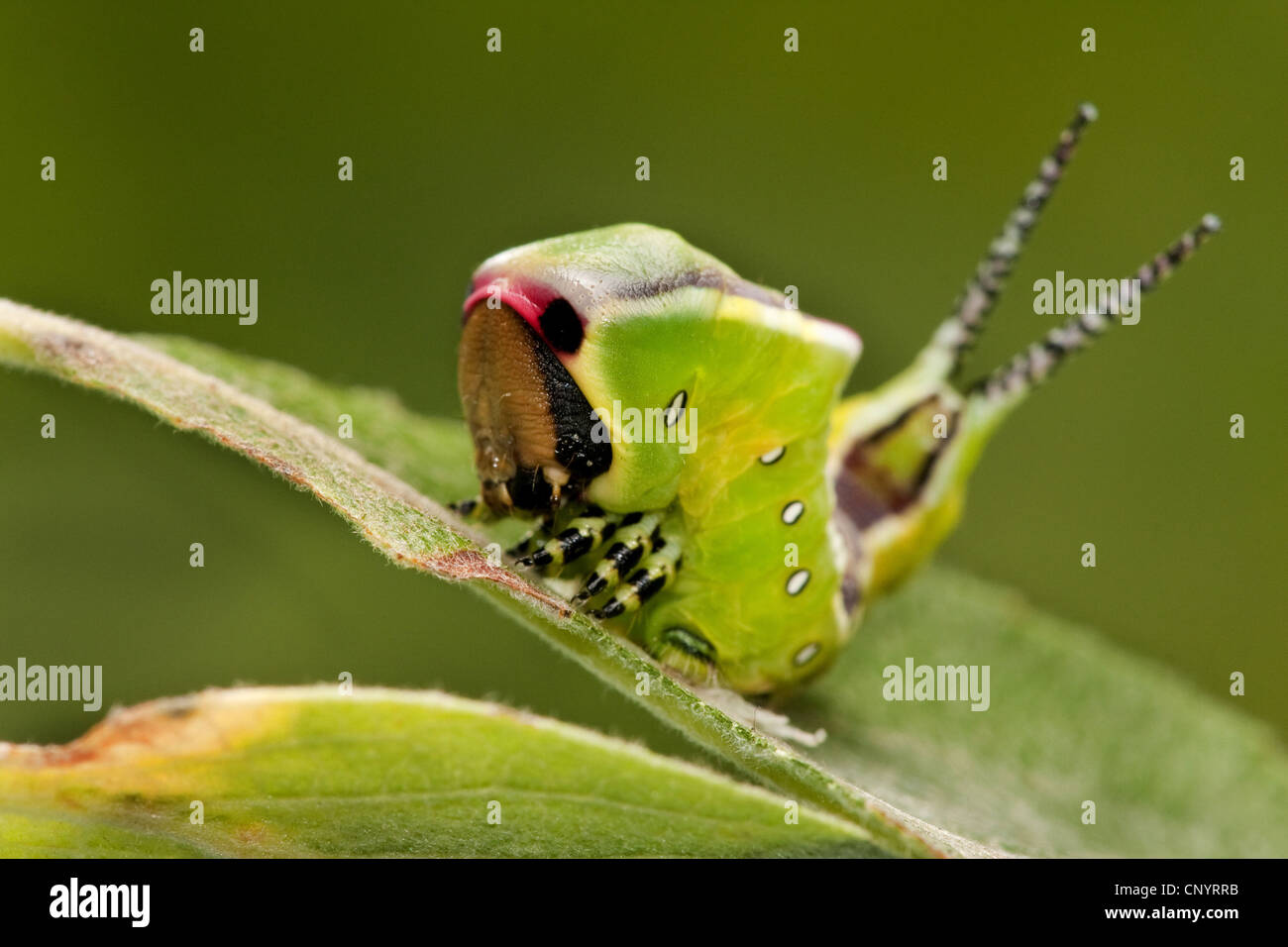 Puss Moth (Cerura vinula), giovane bruco su una foglia, in Germania, in Renania Palatinato Foto Stock