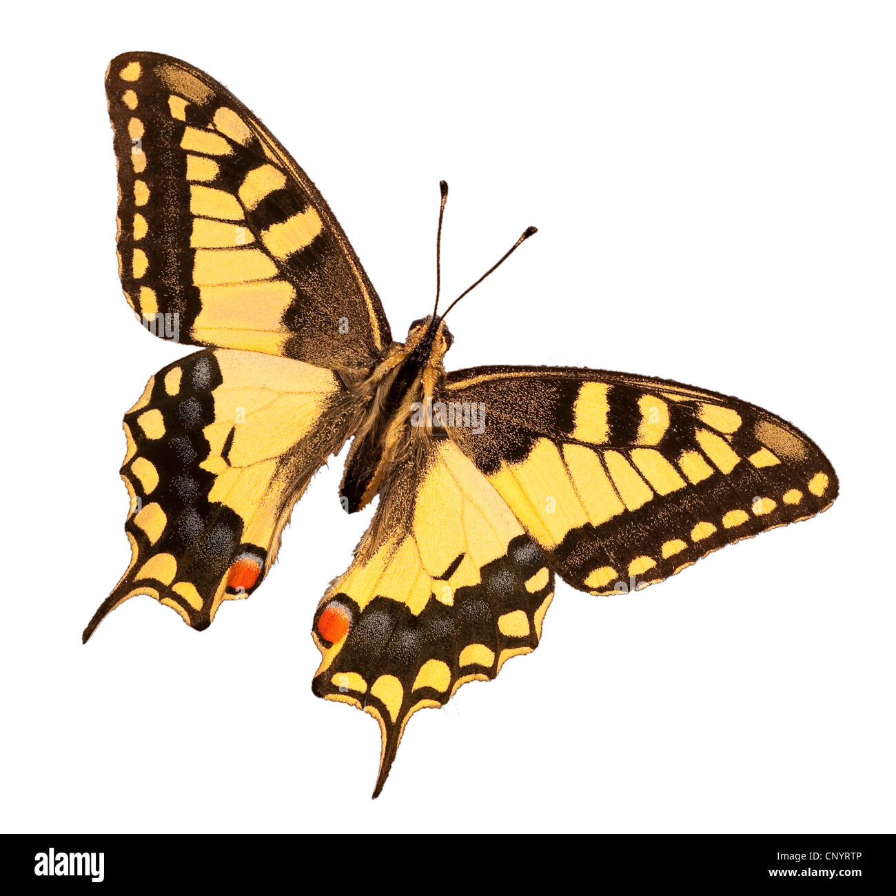 Coda forcuta (Papilio machaon), intaglio, Germania Foto Stock