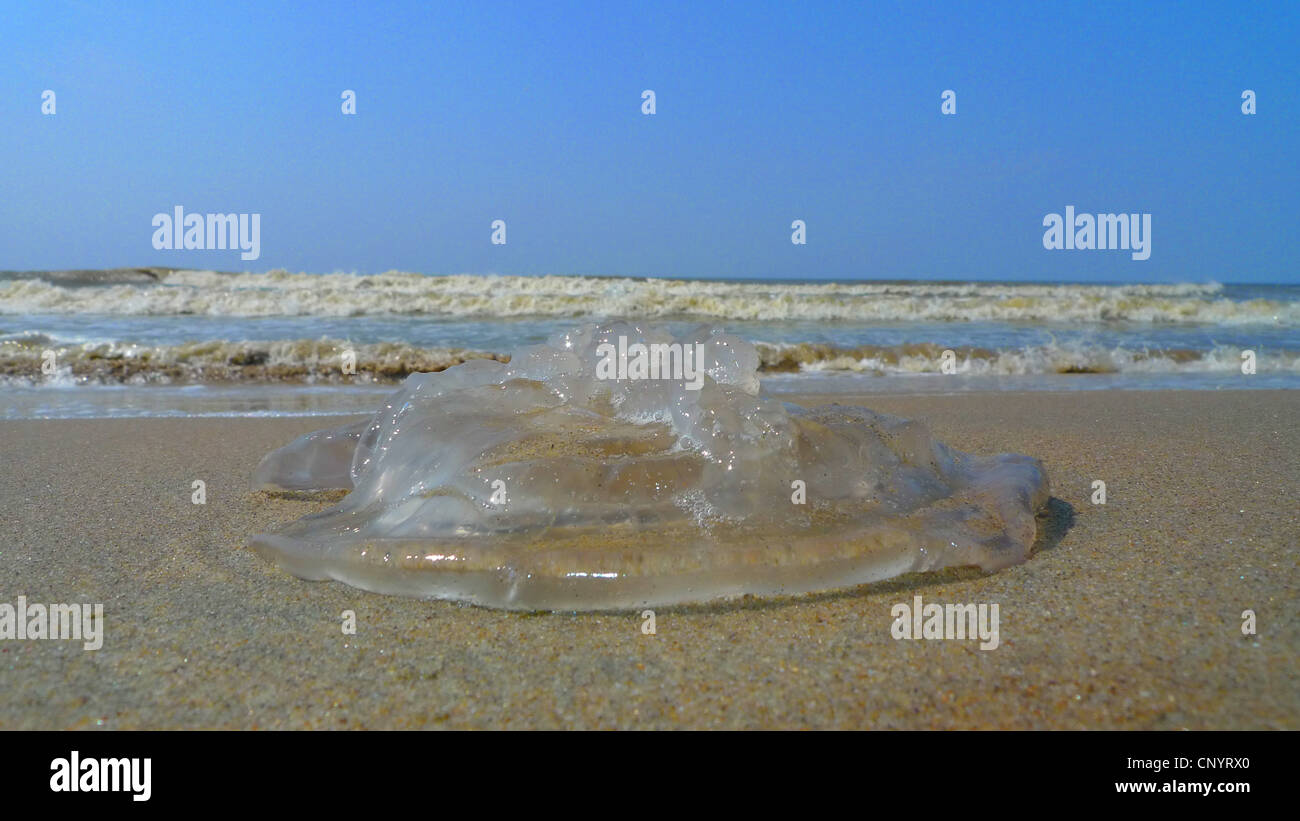 Compass meduse, rosso-nastrare medusa (Chrysaora melanaster, Chrysaora hysoscella), resti di una medusa presso la spiaggia di sabbia, Germania, Meclemburgo-Pomerania, Zingst Foto Stock