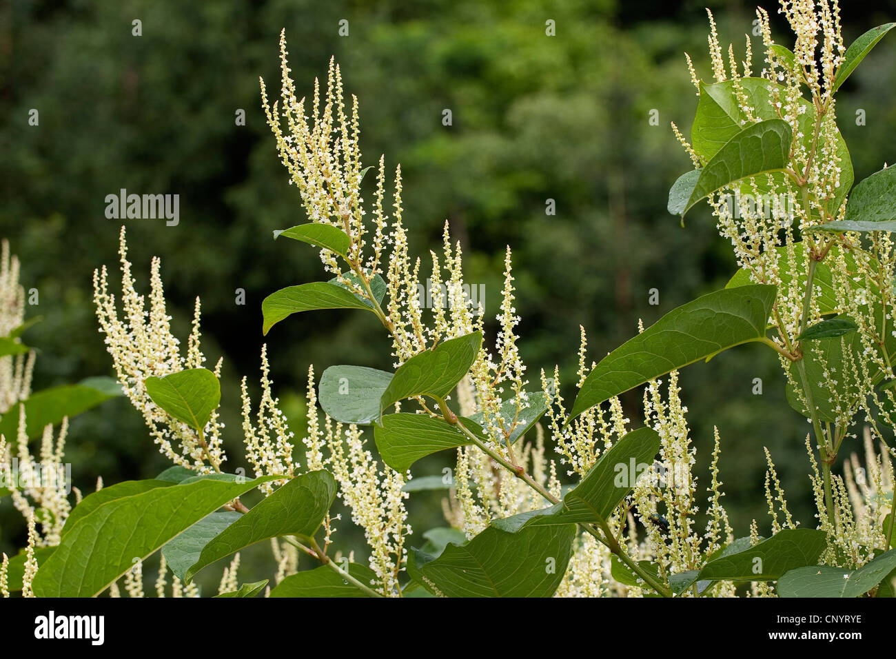 Knotweed giapponese (Fallopia japonica, Reynoutria japonica), fioritura, Germania Foto Stock