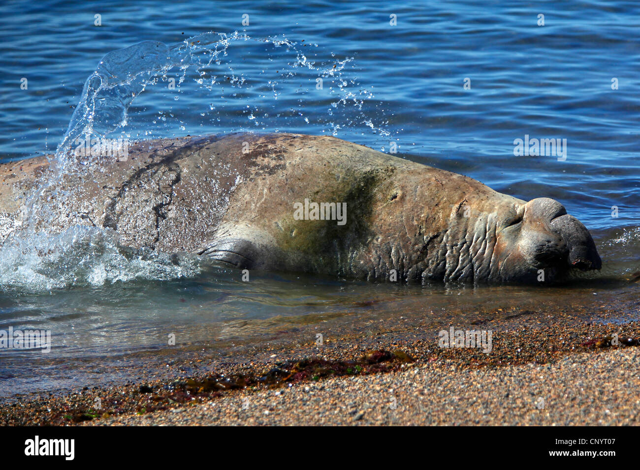 Elefante marino del sud (Mirounga leonina), Bull gettando se stesso con acqua, Argentina, Penisola Valdes Foto Stock