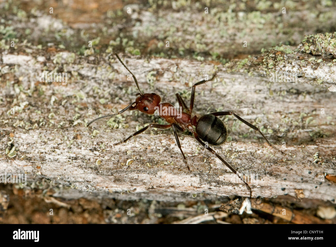 Legno ant, legno formiche (Formica truncorum), seduti su legno, Germania Foto Stock