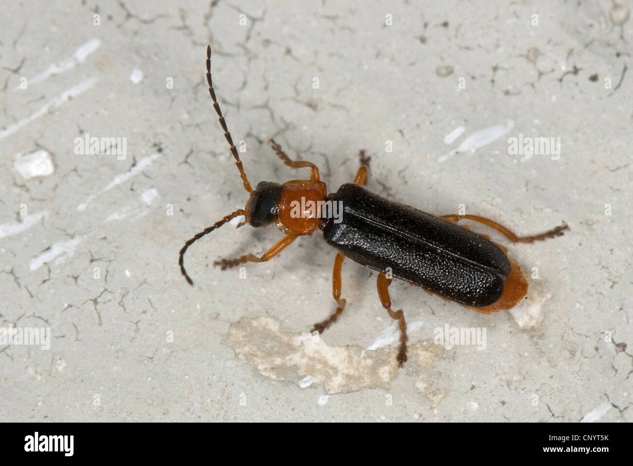 Soldato beetle (Cantharis fulvicollis, Cantharis flavilabris), vista dall'alto, Germania Foto Stock