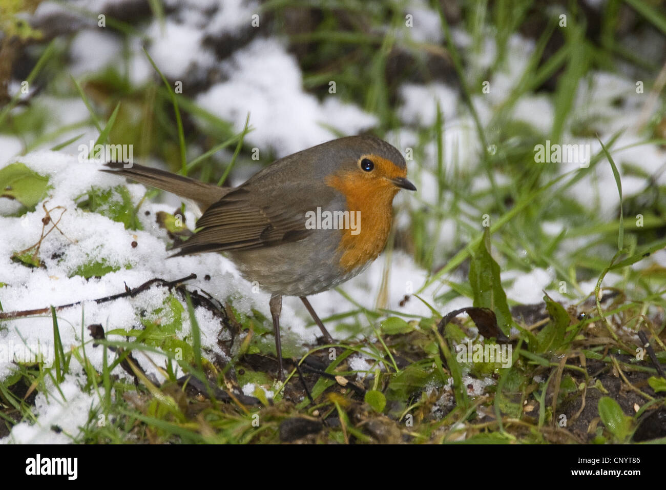 Unione robin (Erithacus rubecula), in inverno, Germania Foto Stock