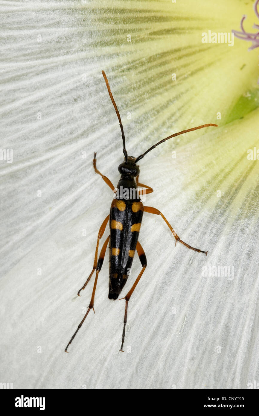 Long-cornuto beetle (Strangalia attenuata, Typocerus attenuata, Leptura attenuata), su un fiore, Germania Foto Stock