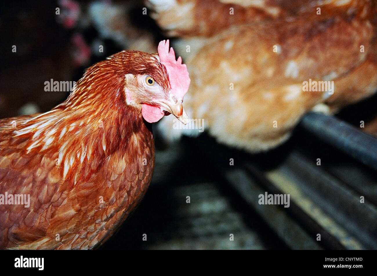 Galli e galline (Gallus gallus f. domestica), Gallina con becco ritagliata in un allevamento di polli con free run, Germania Foto Stock