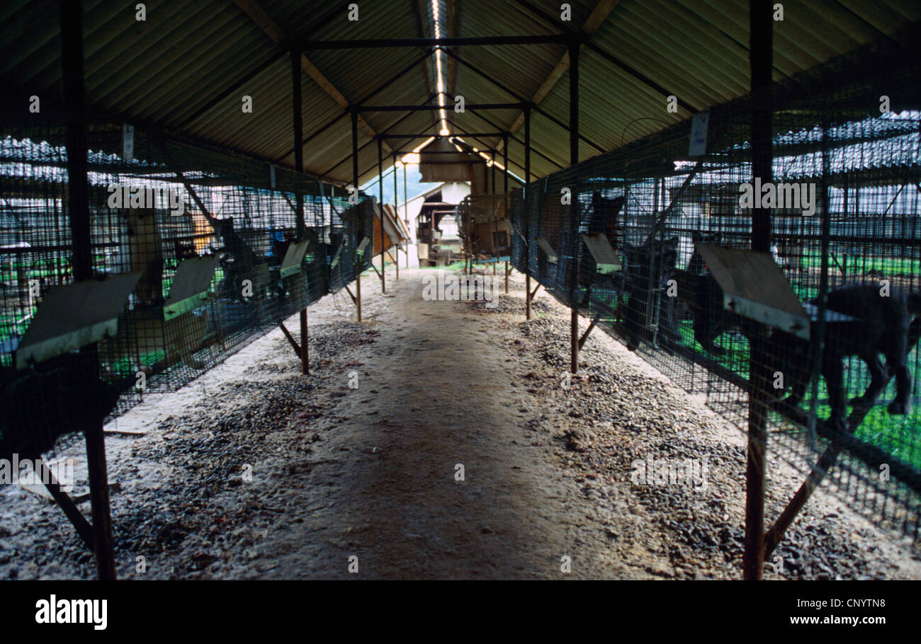 In piccole gabbie affiancate in una fattoria di pelliccia, Germania Foto Stock