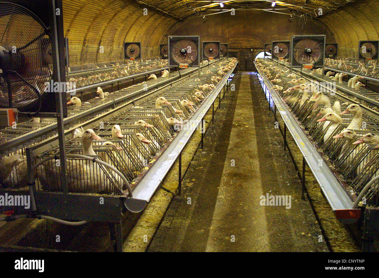 Anatra domestica (Anas platyrhynchos f. domestica), in allevamento in batteria per la produzione di foie gras, Francia Foto Stock