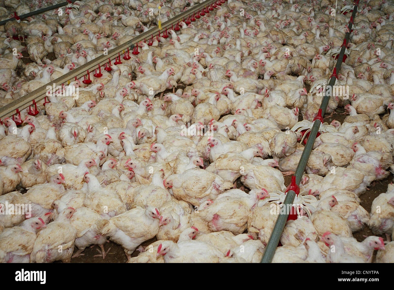 Galli e galline (Gallus gallus f. domestica), migliaia di polli da tavola bloccati insieme in una casa della gallina, Germania Foto Stock