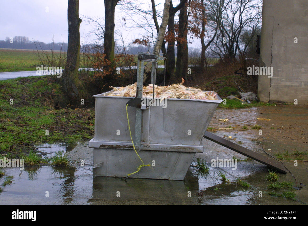 Galli e galline (Gallus gallus f. domestica), il contenitore di rifiuti in un pollaio pieno di polli morti durante le operazioni di ingrasso in una fattoria in fabbrica, Germania Foto Stock