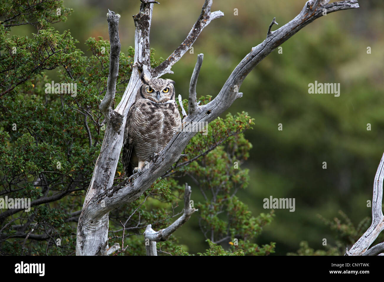 Magellanic cornuto Civetta (Bubo magellanicus), seduto su un albero morto, Cile, Parco Nazionale Torres del Paine Foto Stock