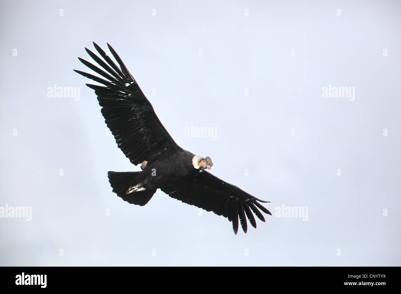 Condor andino (Vultur gryphus), volare, Cile, Parco Nazionale Torres del Paine Foto Stock